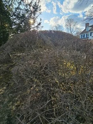 Cleared overgrown brush and vegetation from sloped residential property with bare branches removed