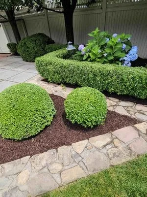Rounded boxwood hedges with hydrangeas and mulch beds bordered by stone pathway edging