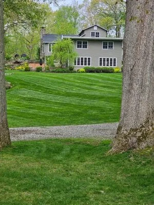 Professionally maintained lawn with mowing stripes, mature trees, and gravel edging at residential property