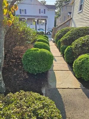 Manicured boxwood hedges and sculpted shrubs lining a concrete walkway with mulched beds