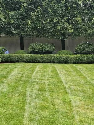 Striped lawn with manicured hedges and metal fence backdrop