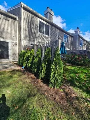 Columnar evergreens planted in mulch bed along residential home foundation with lawn