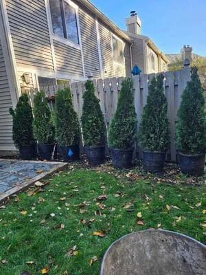 Row of newly planted columnar evergreen trees in landscape bed with mulch along residential fence