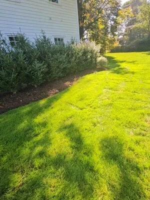 Bright green lawn with newly planted shrub bed along white house foundation